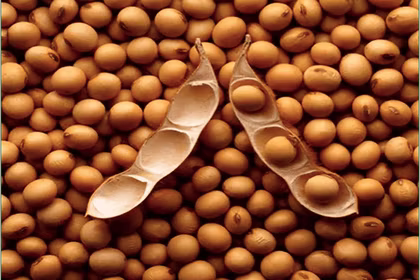 Are You Getting Enough Protein in your Diet?
