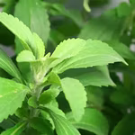 What is Stevia? (And Why You Need to Switch to it!)