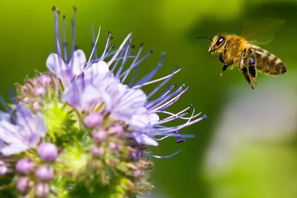 What is Monofloral Honey? | QNet Knowledge Series