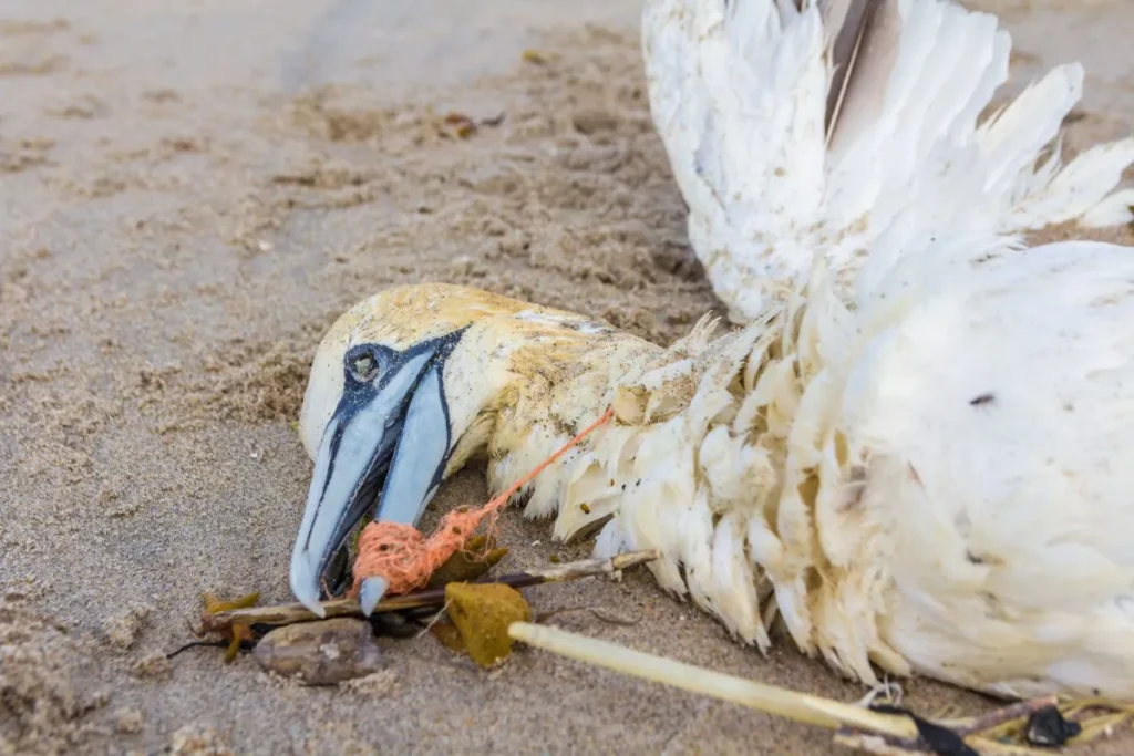 Plastic causes death of marine animals