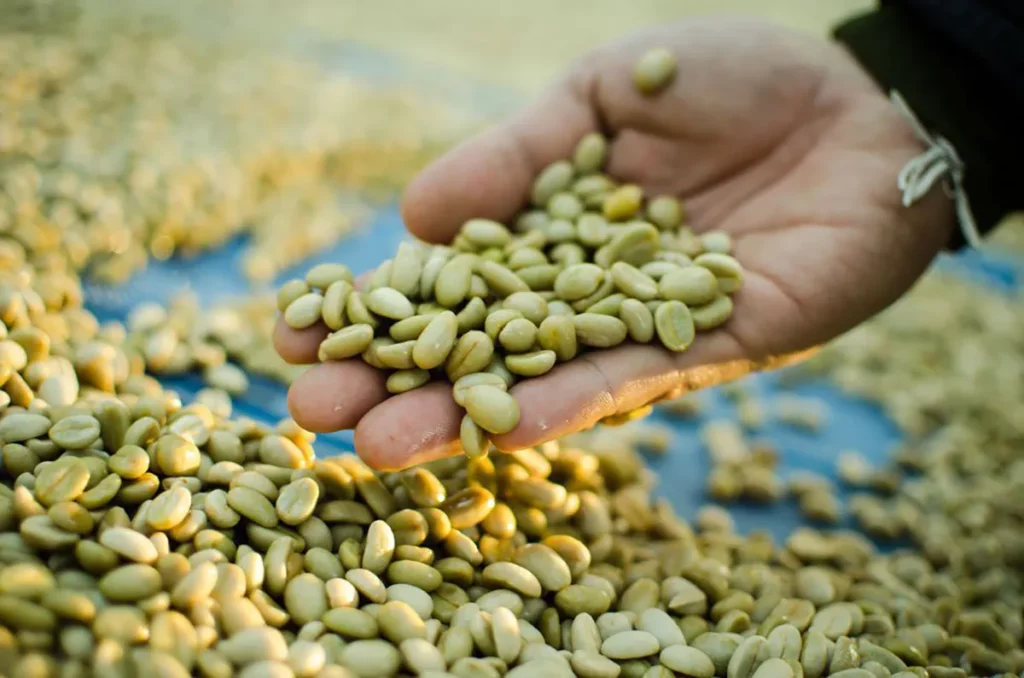 Unroasted green coffee beans