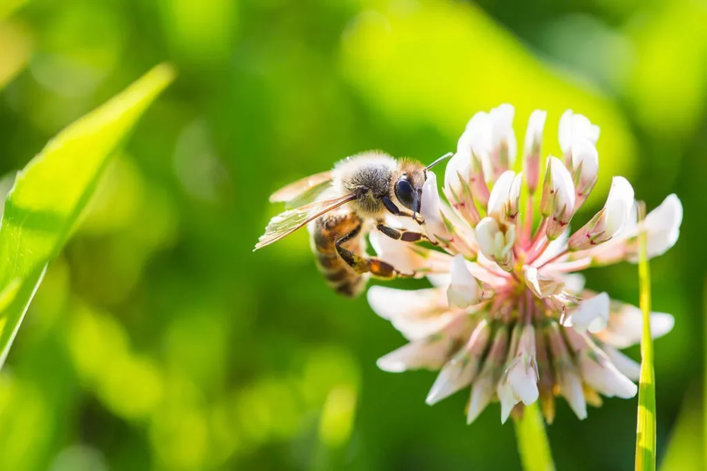 Bee working on flower