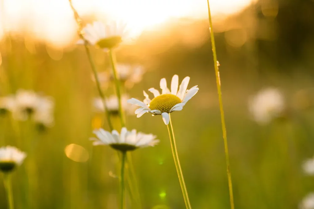 World Photography Day: Zoomed in image of daisies in golden hour