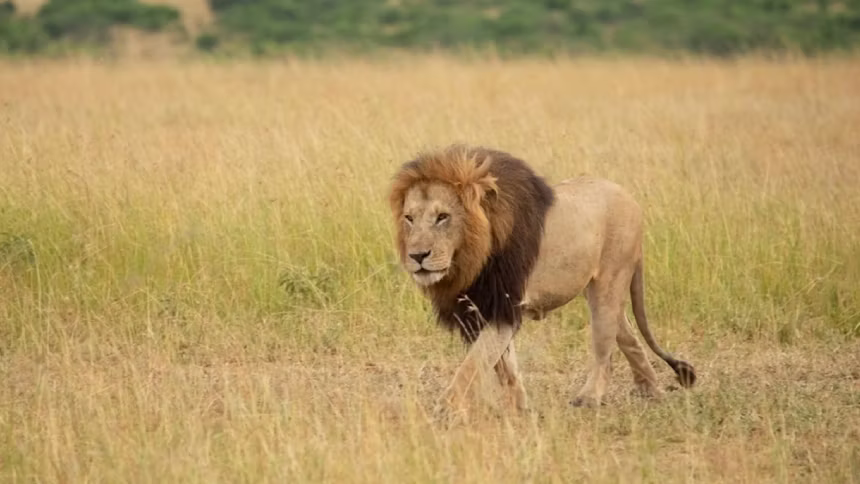 a lone Lion leaving their tribe