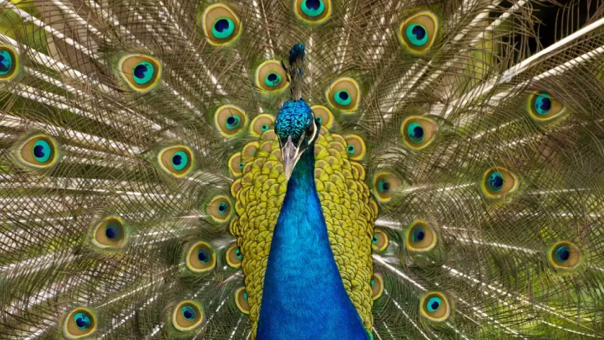 Peacock stands with its tail feathers fully displayed