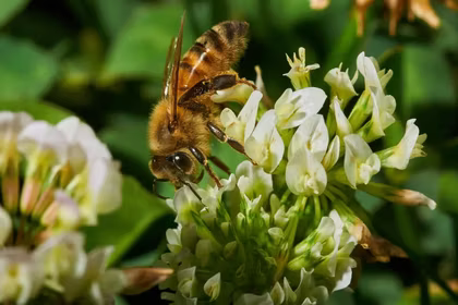 World Bee Day